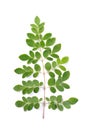Moringa leaf stalk on a white background - daun kelor Royalty Free Stock Photo