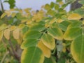 Moringa or merunggai is a type of plant from the Moringaceae tribe Royalty Free Stock Photo