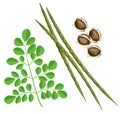 Moringa oleifera.