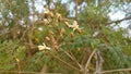 Moringa oleifera Royalty Free Stock Photo