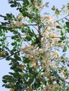 Moringa Moringa oleifera also called Horseradish or Drums tree.