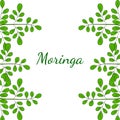 Moringa oleifera, border 2 in color