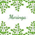 Moringa oleifera, border 1 in color