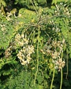 Moringa oleifera is a drought-resistant tree of the family Moringaceae, native to the Indian subcontinent. Common names include Royalty Free Stock Photo