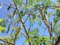 Moringa Oleifera (Drumstick) Tree with Hanging Seedpods Growing in Bright Sunlight.