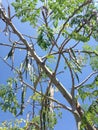 Moringa Oleifera (Drumstick) Tree with Hanging Seedpods Growing in Bright Sunlight. Royalty Free Stock Photo