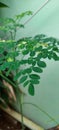 Moringa oleifera is a fast growing, drought tolerant tree from the Moringaceae family Royalty Free Stock Photo