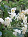 Moringa oleifera flower plant arbre