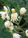 Moringa oleifera flowers plant arbre Royalty Free Stock Photo