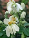 Moringa oleifera flowers plant arbre Royalty Free Stock Photo