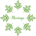 Moringa oleifera, frame 1 in color