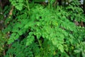 Moringa oleifera, fresh Moringa leaves on tree Royalty Free Stock Photo