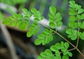Moringa oleifera, fresh Moringa leaves on tree Royalty Free Stock Photo