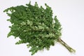 Moringa Oleifera leaf branches