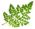 Moringa oleifera leaf isolated on white