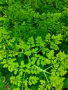Moringa oleifera leaves or Drumstick tree Royalty Free Stock Photo