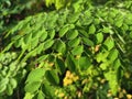 Moringa oleifera leaves Royalty Free Stock Photo