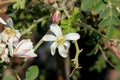 Moringa oleifera, Moringa, Drumstick tree Royalty Free Stock Photo