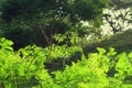 Moringa oleifera Outdoor Picture