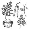 Moringa oleifera. Set with leaves, flower, pods, flour. Vegan superfood. Hand drawn illustration in sketch