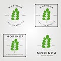 moringa oleifera set logo, miracle tree logo vector illustration design, natural medical , a million benefits