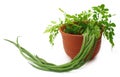 Moringa Oleifera or sonjna with fresh leaves