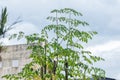 Moringa Oleifera tree in the backyard with blue sky in background Royalty Free Stock Photo
