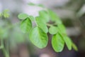 Moringa Oleifera Tree Leaves Closeup Royalty Free Stock Photo