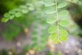 Moringa oleifera tropical medicinal plant Royalty Free Stock Photo