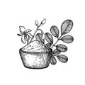 Moringa oleifera. Vegan superfood. Hand drawn sketch