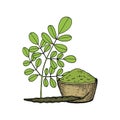 Moringa oleifera. Vegan superfood. Hand drawn sketch