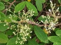 Moringa oleifera the white flowering which is fragrant and hermaphroditic. Royalty Free Stock Photo