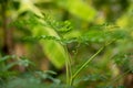 The Moringa peak is splitting and the leaves are sprouting.