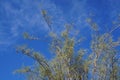 Moringa Peregrina tree with first spring leaves