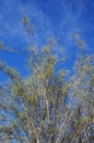 Moringa Peregrina tree with first spring leaves