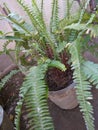 Moringa plant in a bicker