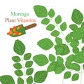 Moringa plant vitamins