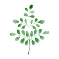 Moringa, polygon