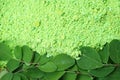 Moringa powder and leaves Royalty Free Stock Photo