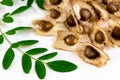 Beautiful Moringa seeds on white background with moringa leaves