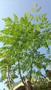 Moringa tree against a blue sky background Royalty Free Stock Photo