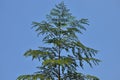 Moringa tree as the leaves act as one of the traditional healing herb