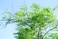 Moringa tree on a blue sky background. Royalty Free Stock Photo