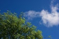 Moringa tree with a blue sky Royalty Free Stock Photo