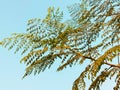 Moringa tree branch moringa-oleifera plant branches and leaves of drumsticktree horseradishbranch stock photo