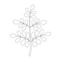 Moringa tree, Continuous one line