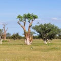 Moringa tree