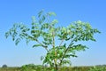 Moringa tree on the field