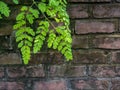 A moringa tree growing along the old brick walls.