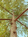 Moringa tree moringa-oleifera plant trunks leaves and branches of drumsticktree horseradishtree stock photo